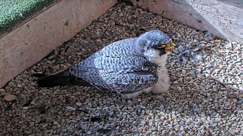 Racine Courthouse, Oak Creek Power Plant Celebrate Hatching of Wisconsin Peregrine Falcons