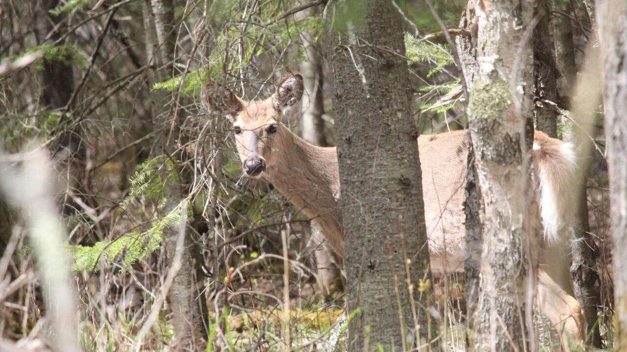 DNR reminds hunters to review updated deer management map