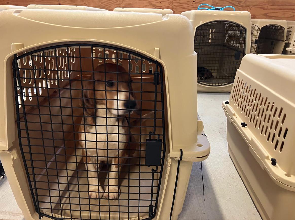 Welfare organizations complete transfer of hundreds of Ridglan Farms beagles